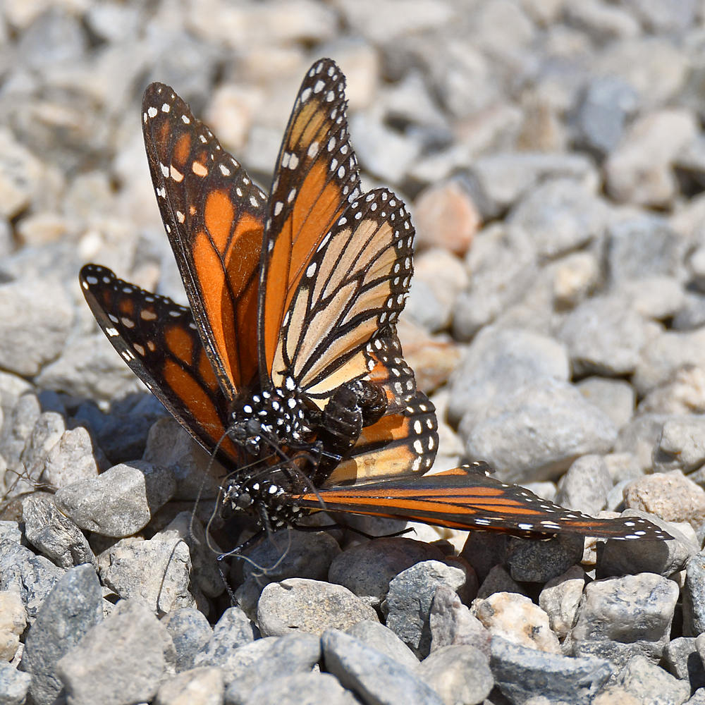 Monarch5.jpg