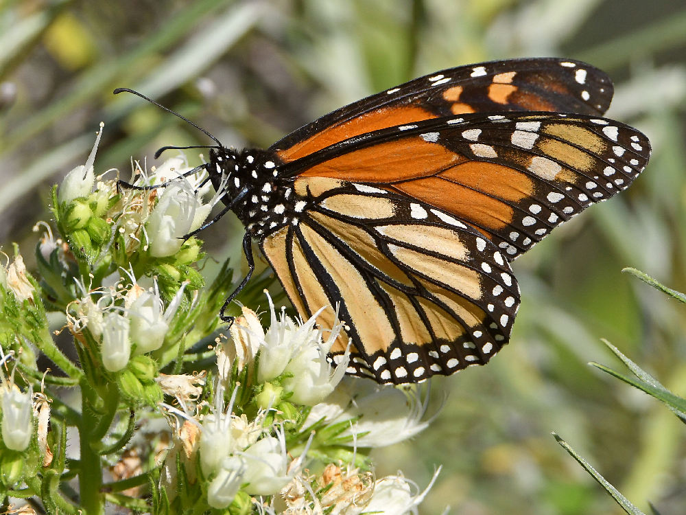 Monarch5.jpg