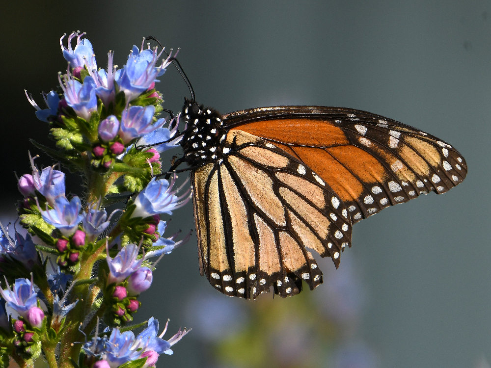 Monarch5.jpg