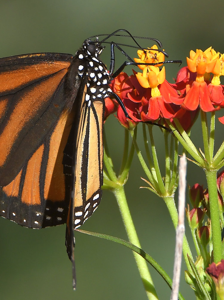 Monarch5.jpg