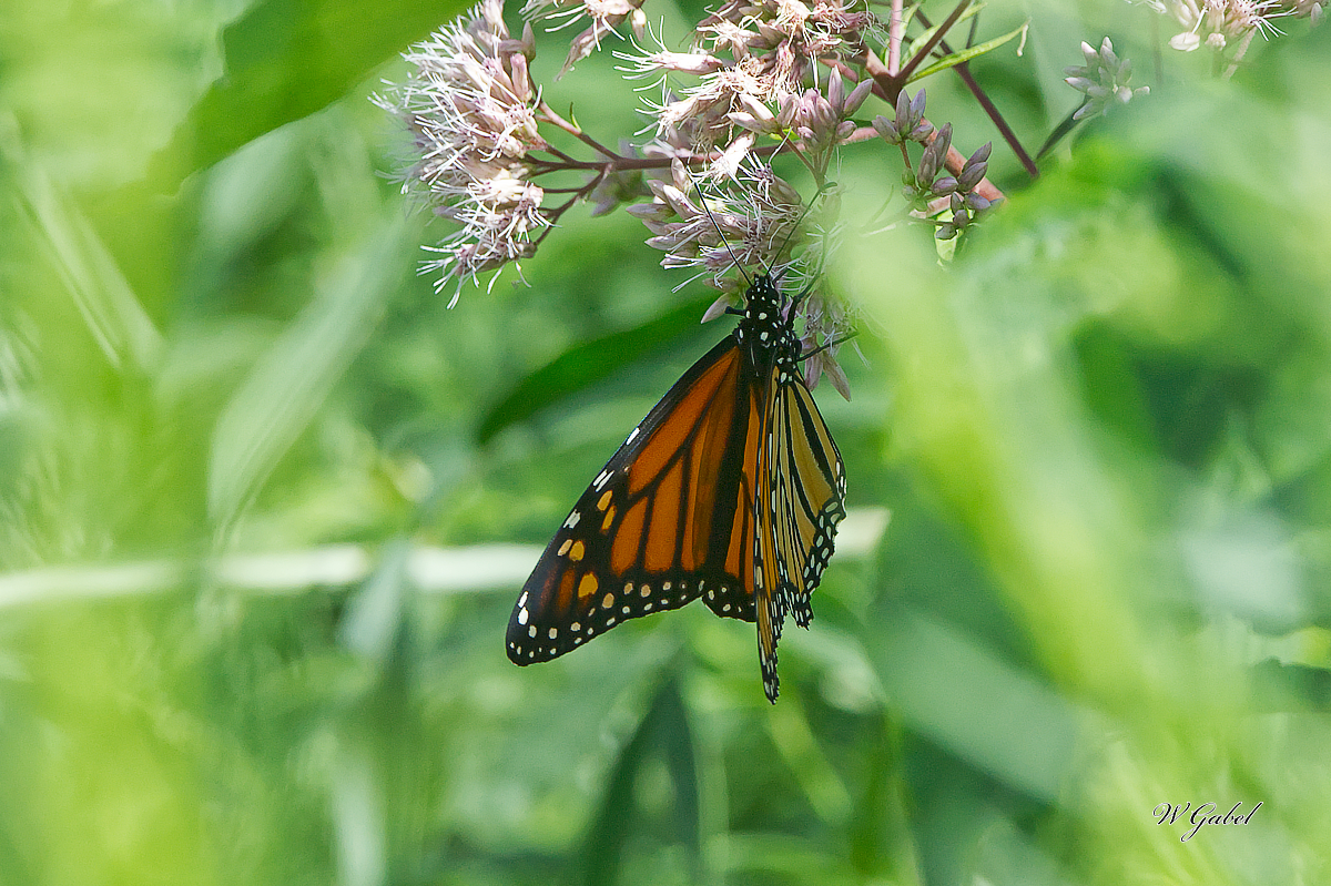 Monarch5729 sm.jpg