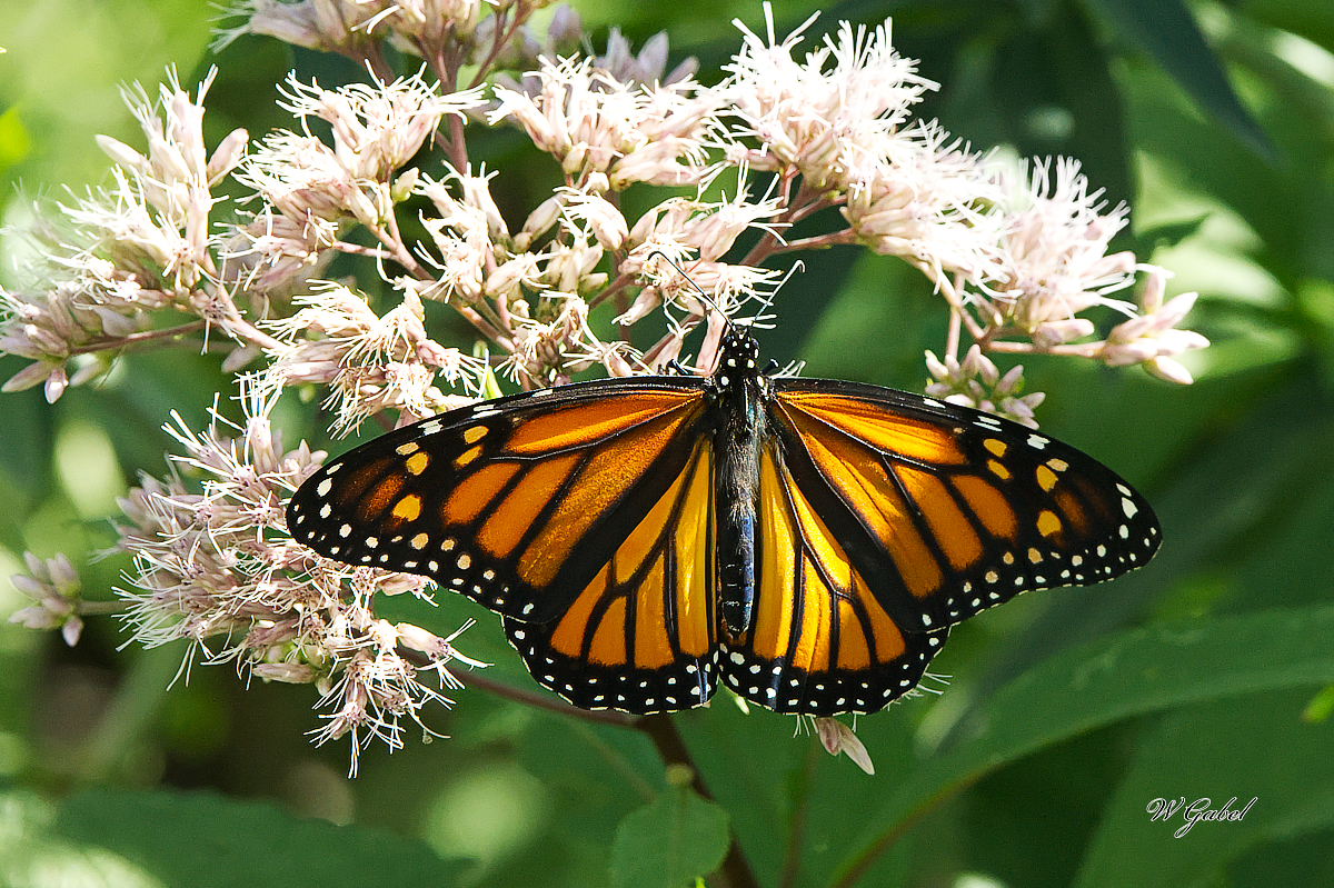 Monarch5733 sm.jpg