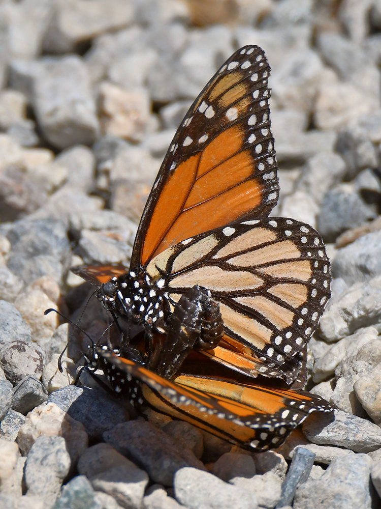 Monarch6.jpg