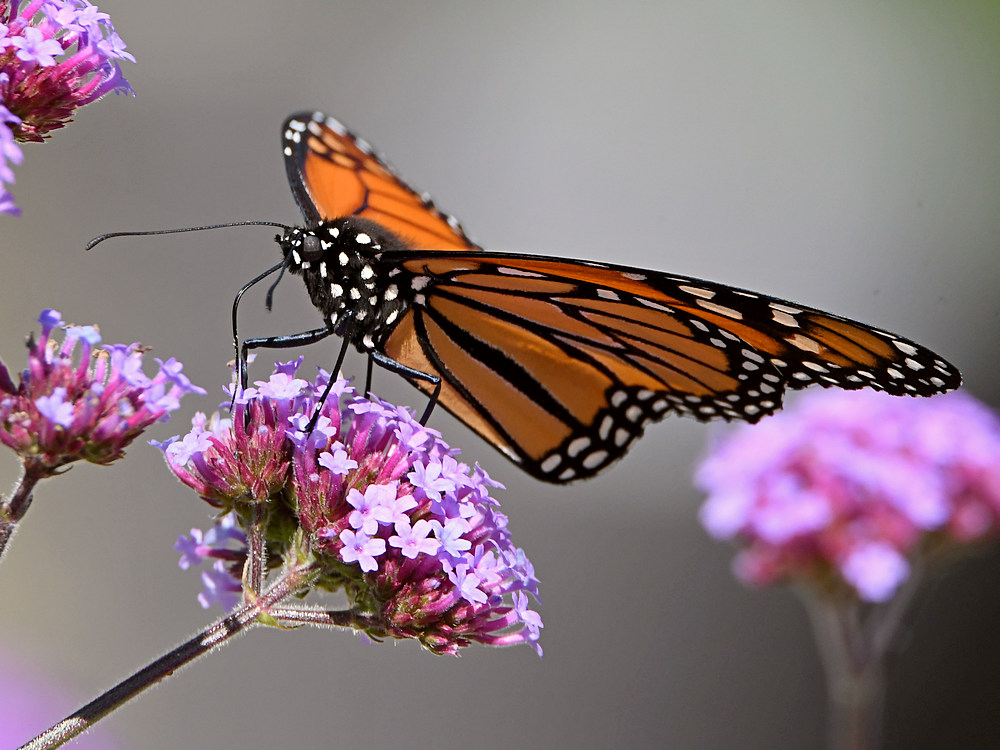 Monarch6.jpg