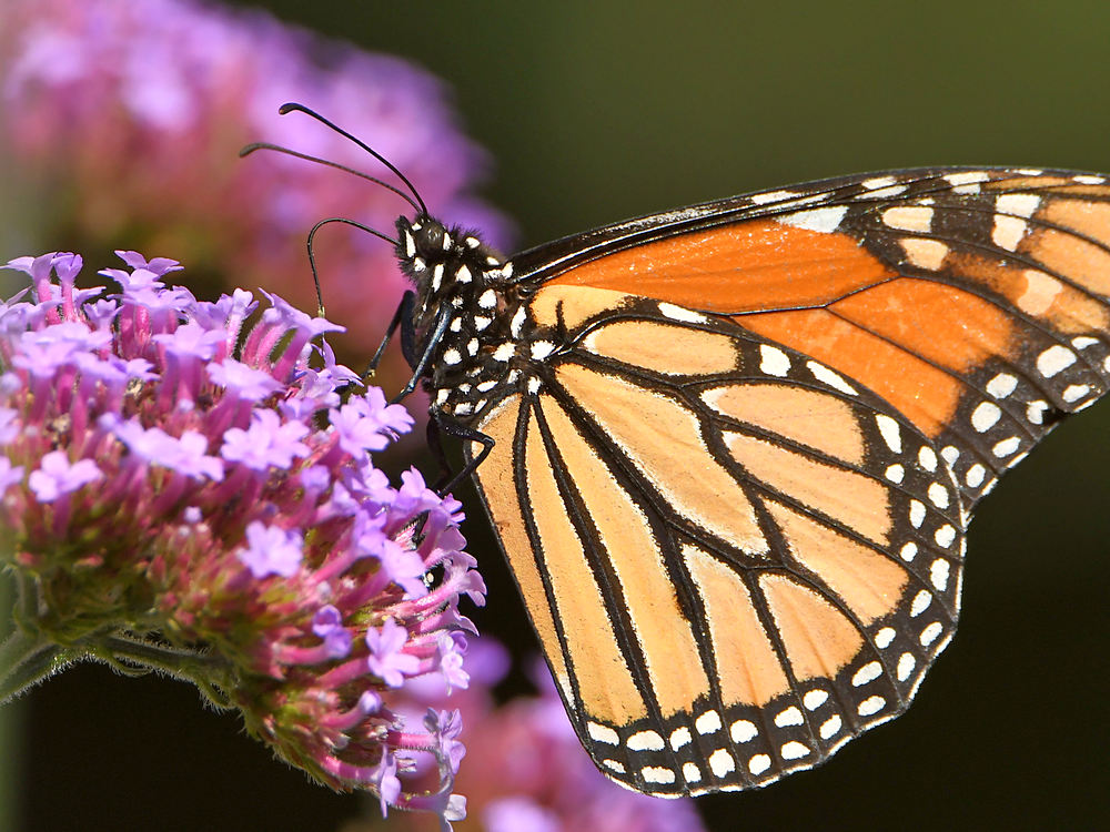 Monarch6.jpg