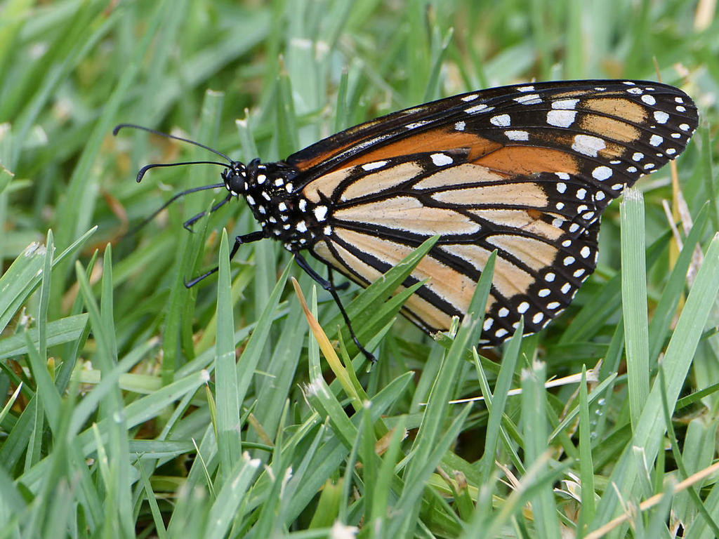 Monarch6.jpg