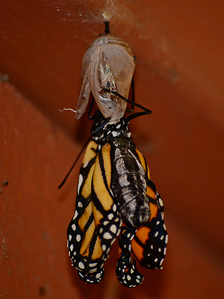 Monarch6.jpg