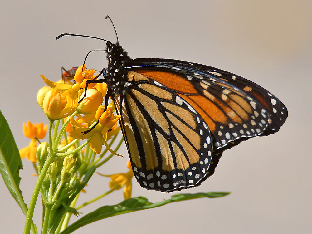 Monarch7.jpg