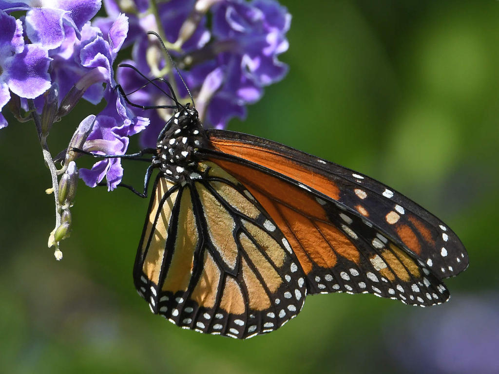 Monarch7.jpg