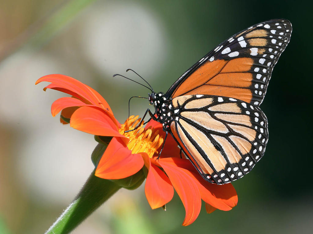 Monarch7.jpg