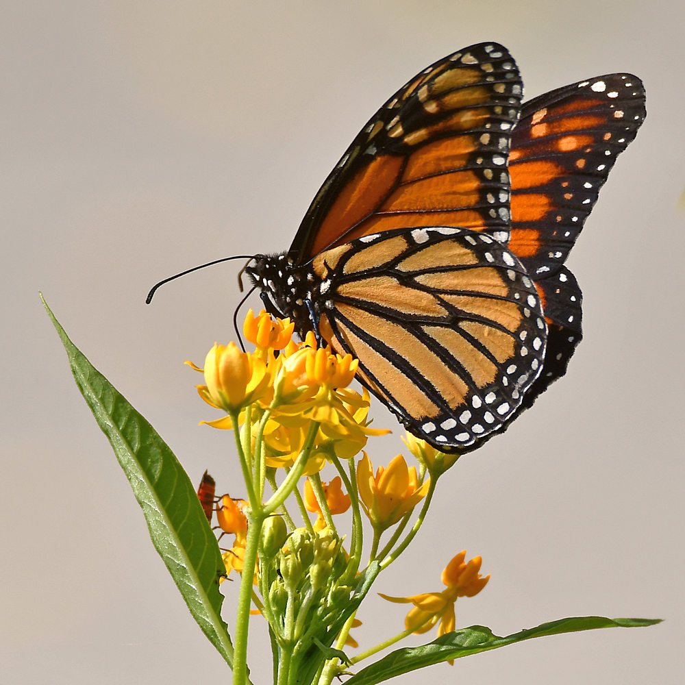 Monarch8.jpg
