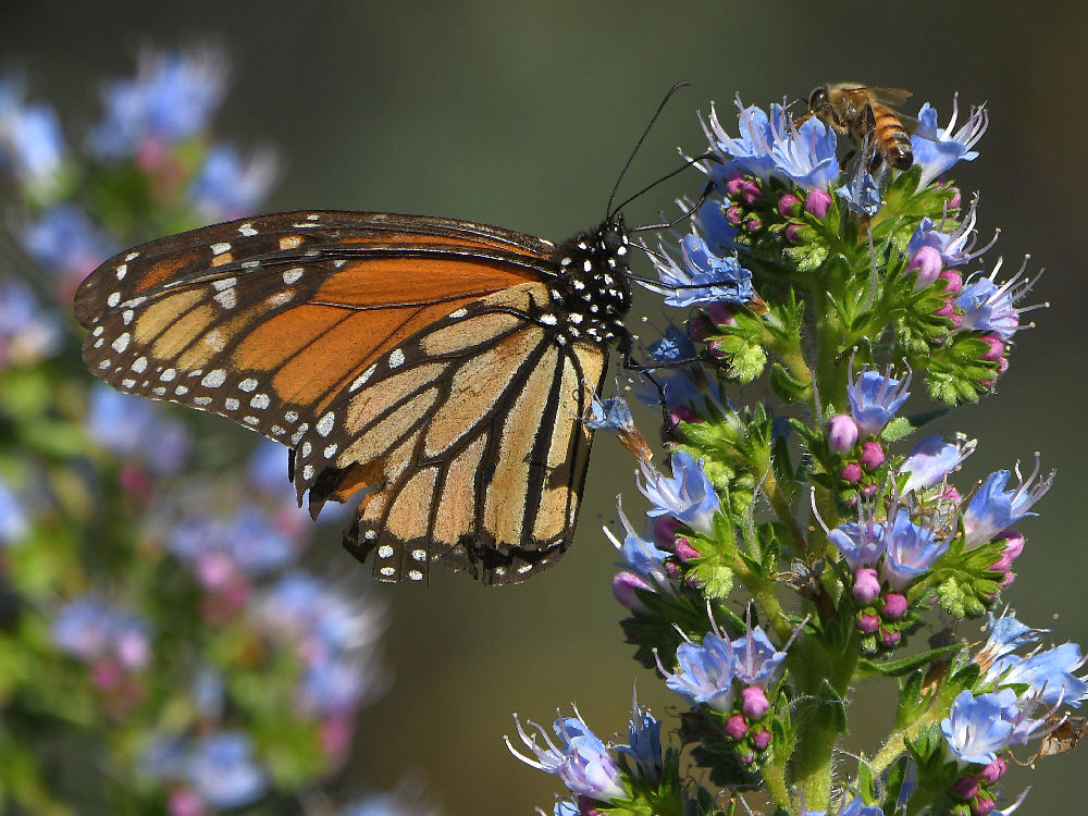 Monarch8.jpg