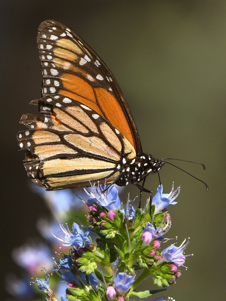 Monarch9.jpg
