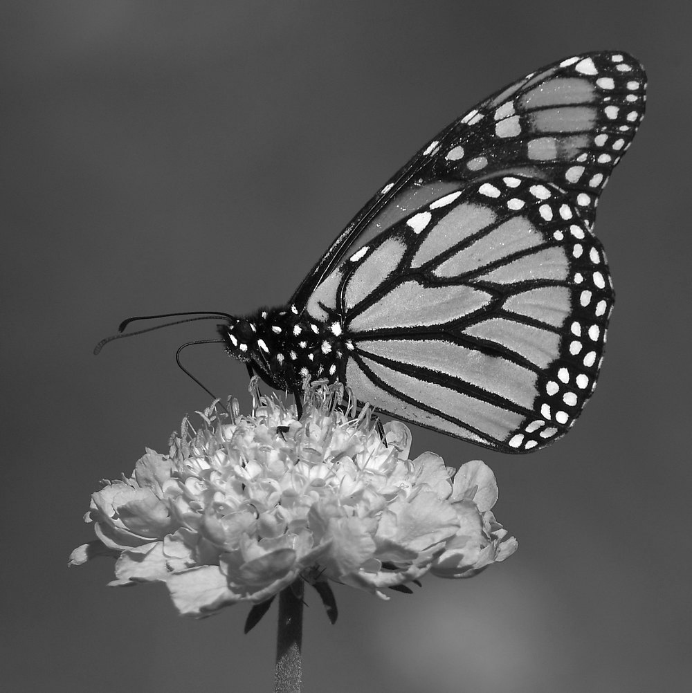 MonarchBW.jpg