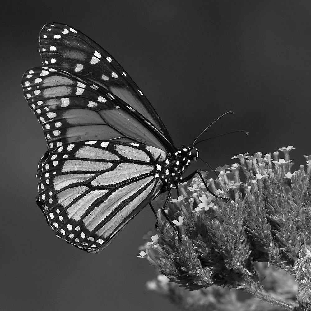 MonarchBW2.jpg