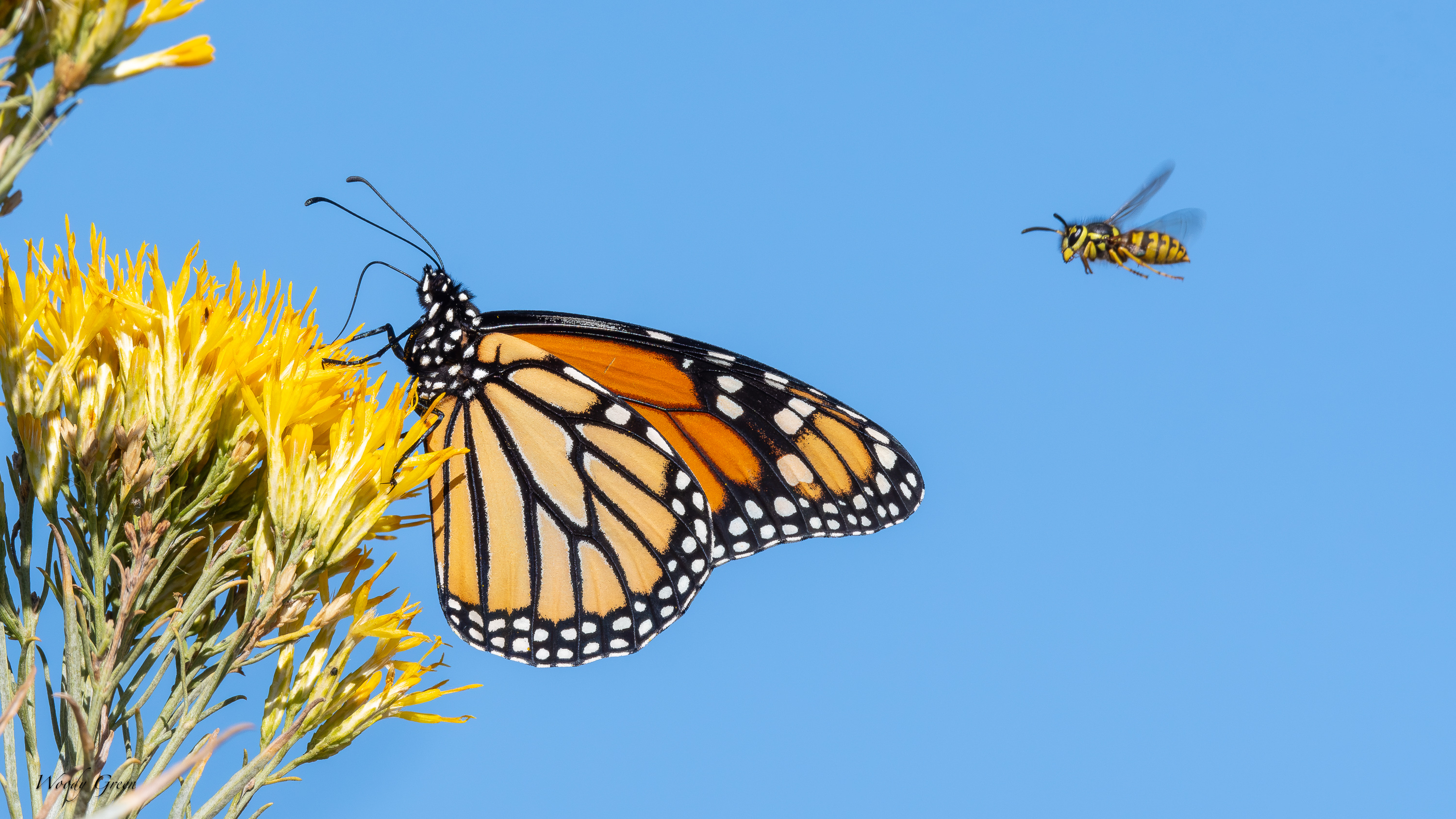 MonarchWasp-753.jpg