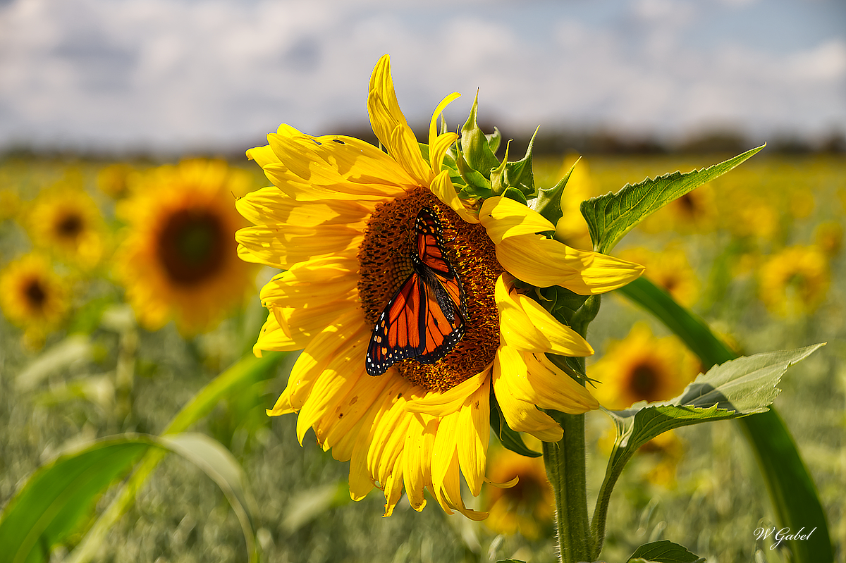 Monark on sunflower sm.jpg