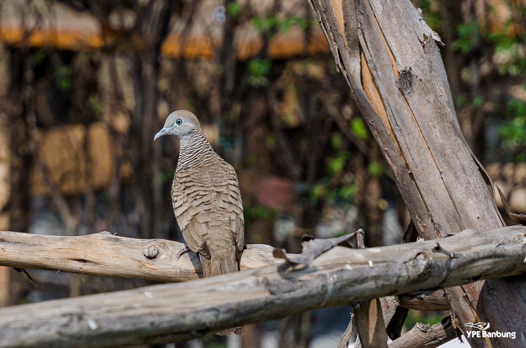 monday-birds-1.jpg