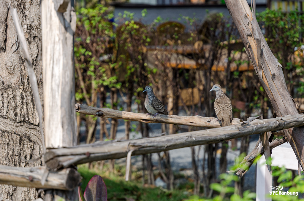 monday-birds-2.jpg