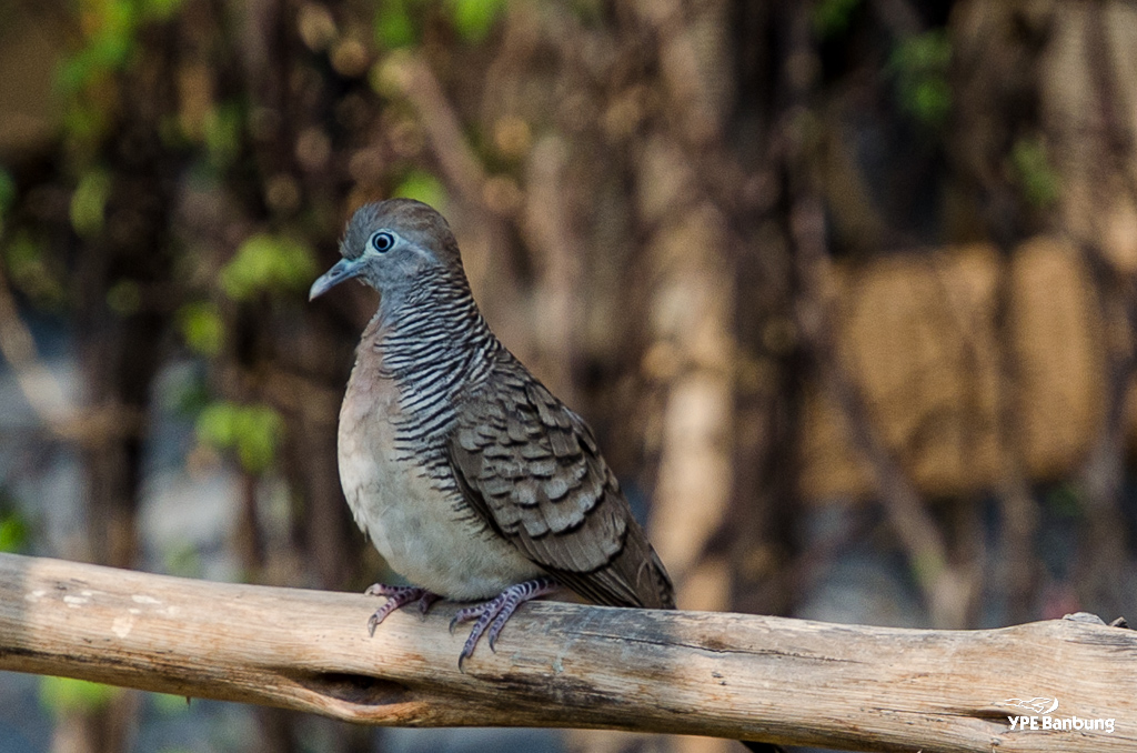 monday-birds-3.jpg