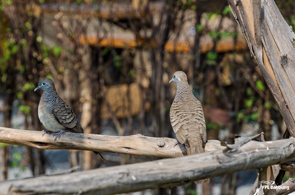 monday-birds-4.jpg