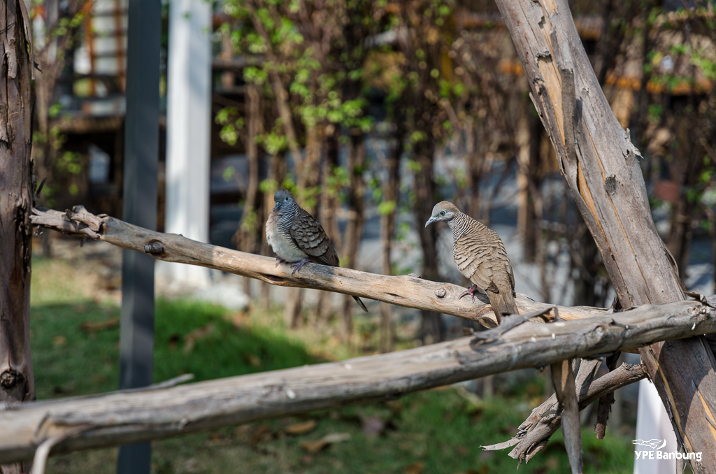 monday-birds-5.jpg