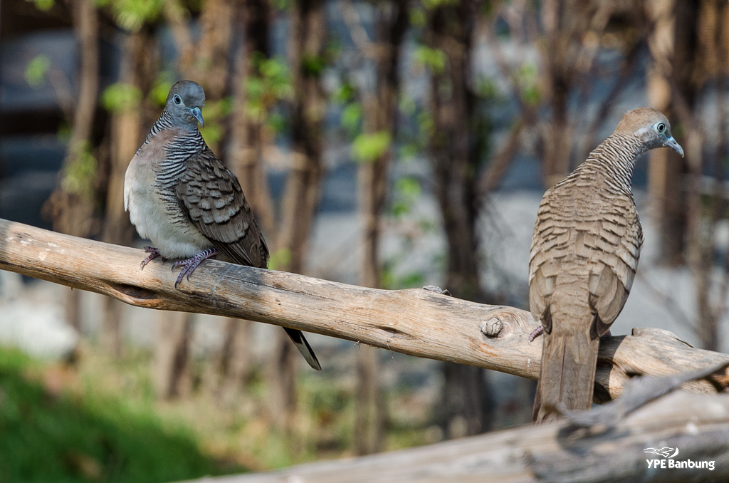 monday-birds-6.jpg