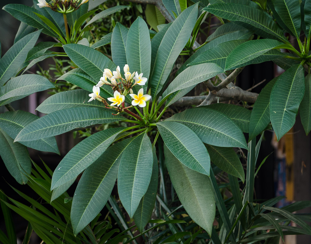 monday-moring-at-banbung-9.jpg