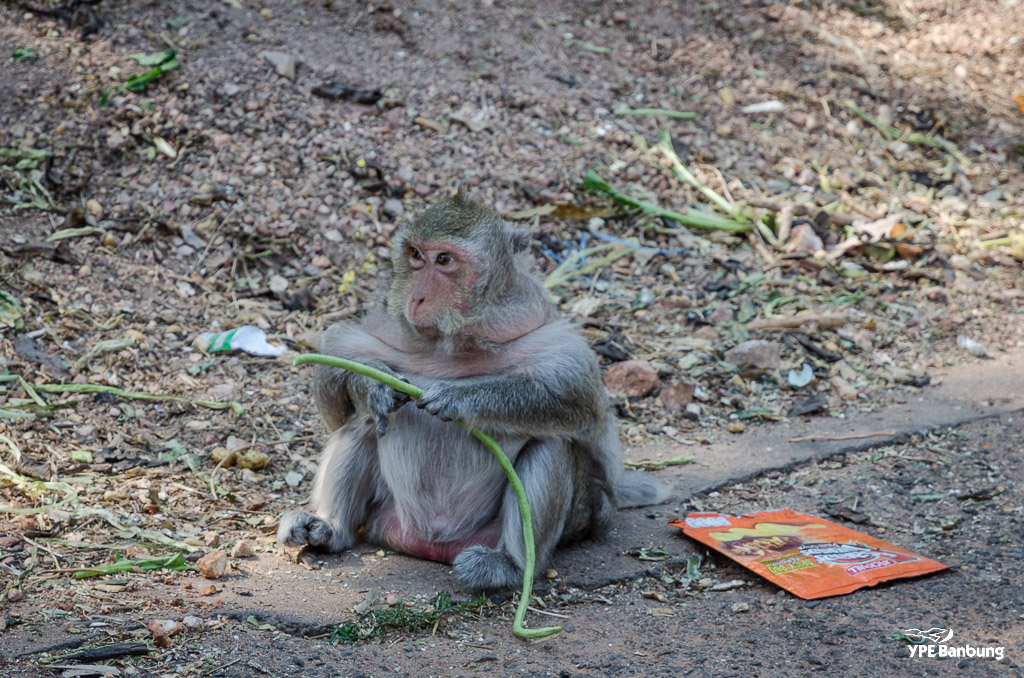 monkey-bangsaen-1.jpg