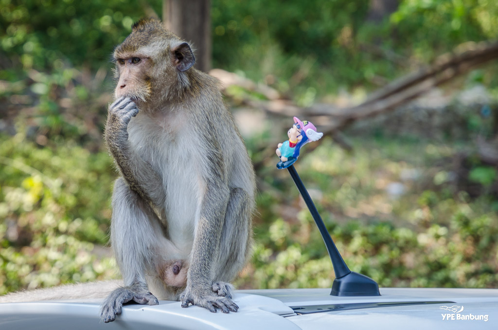 monkey-bangsaen-2.jpg