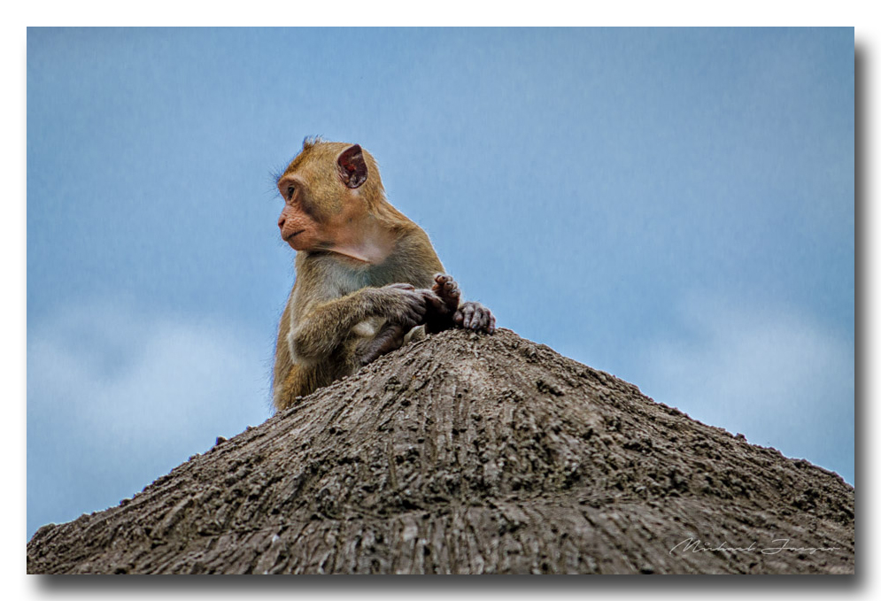 monkey-car (1).jpg