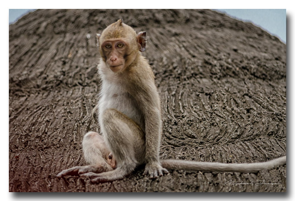 monkey-car (2).jpg