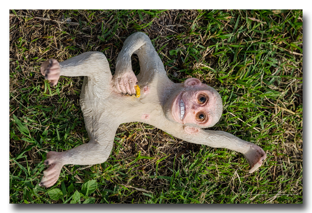 monkey-enjoy-grass.jpg
