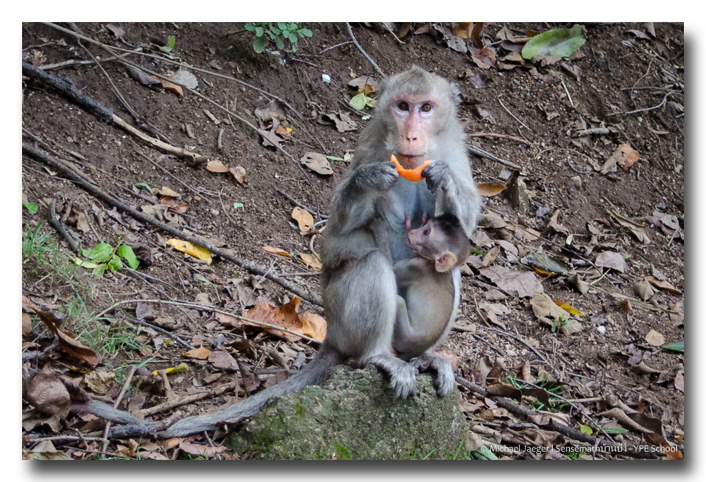 monkey-feeding-baby-1.jpg