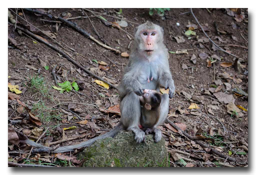 monkey-feeding-baby-2.jpg