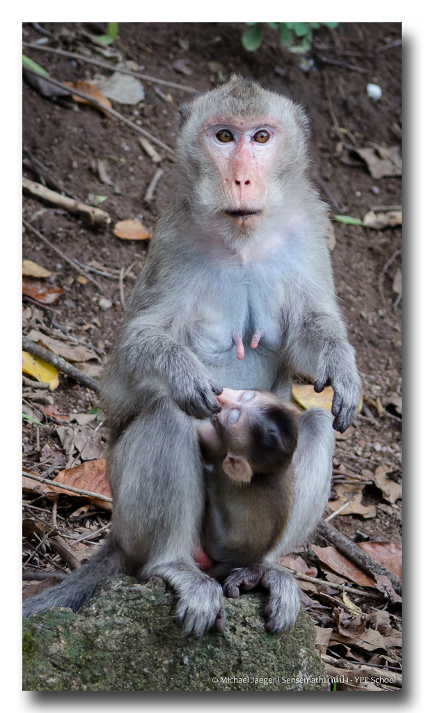 monkey-feeding-baby-3.jpg