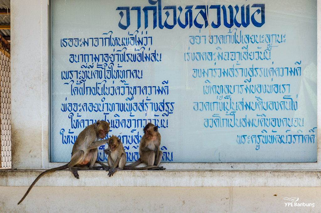 monkey-mountain-1.jpg