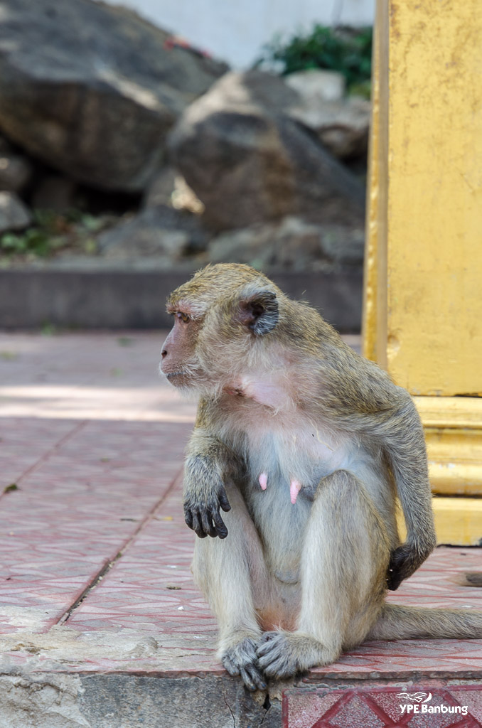 monkey-mountain-3.jpg