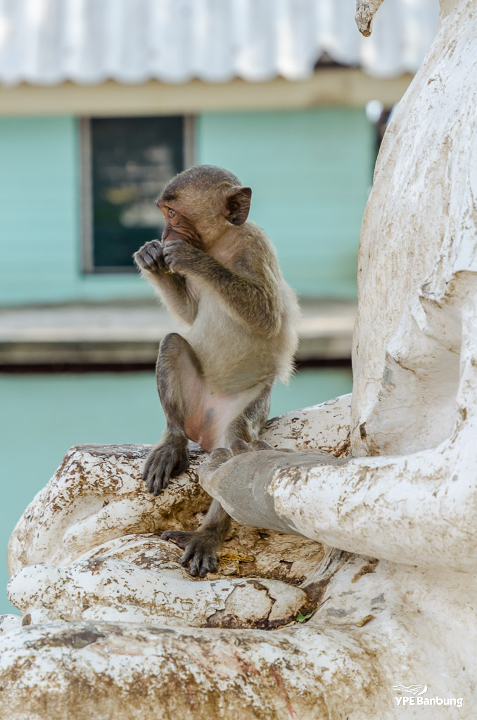 monkey-mountain-4.jpg