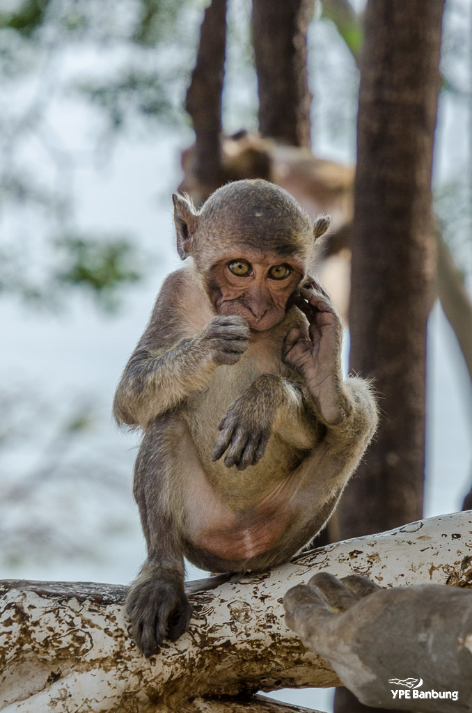 monkey-mountain-5.jpg