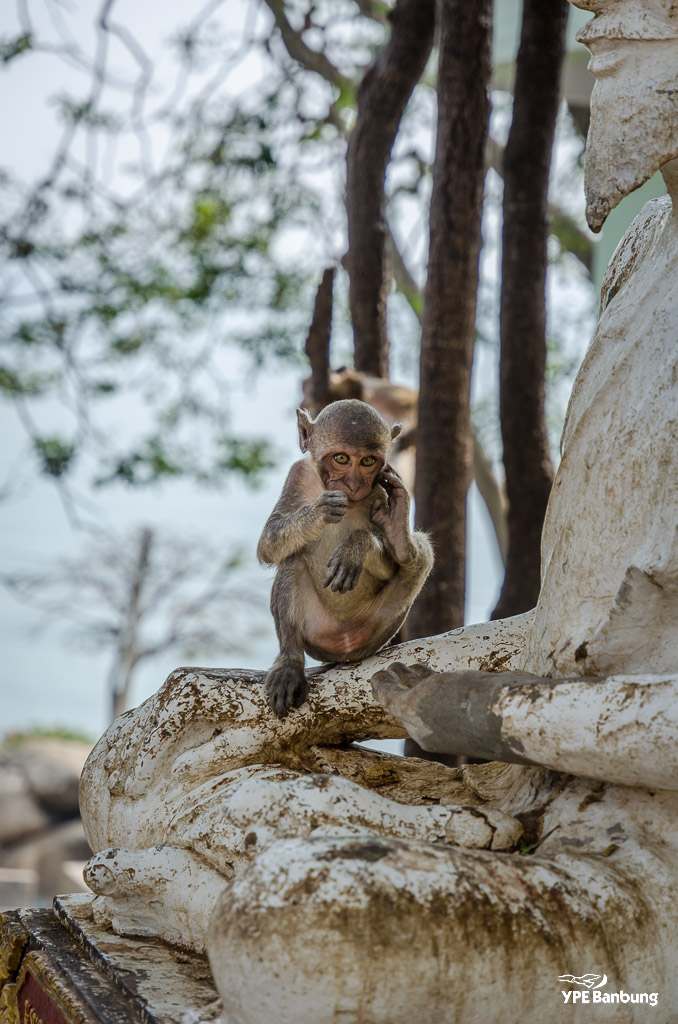 monkey-mountain-6.jpg