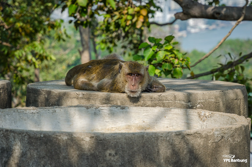 monkey-mountain-7.jpg