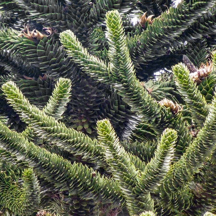 Monkey Puzzle Tree.jpg