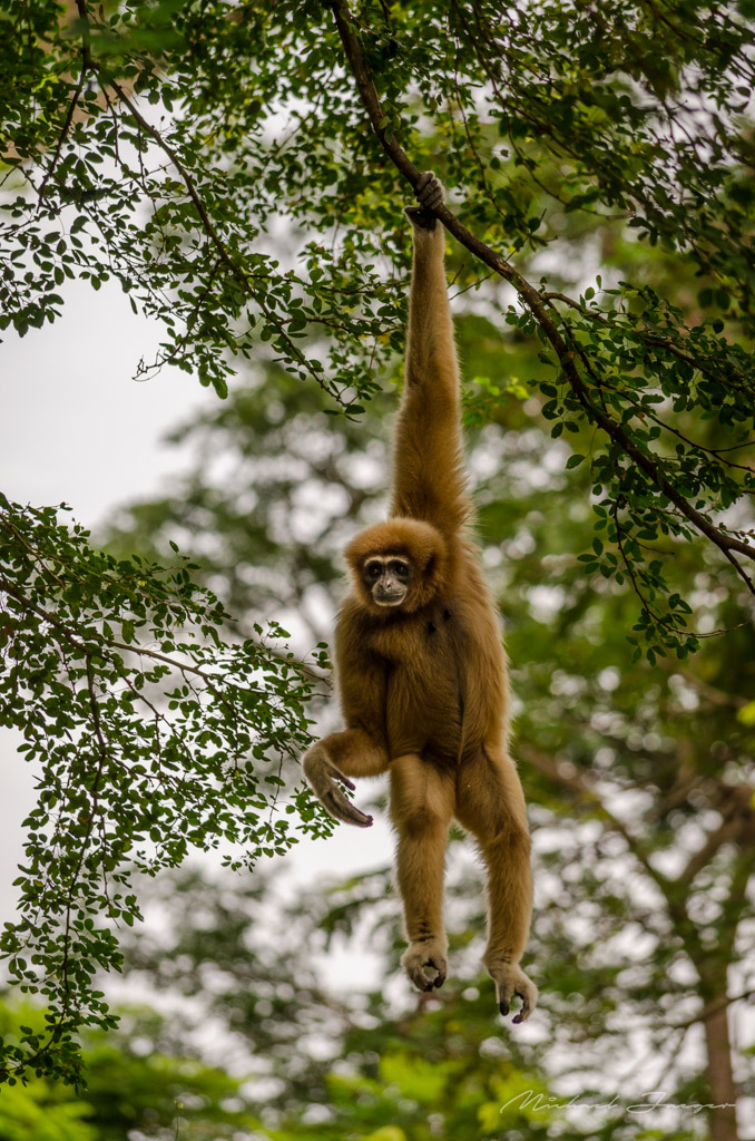 monkey-swing-2.jpg