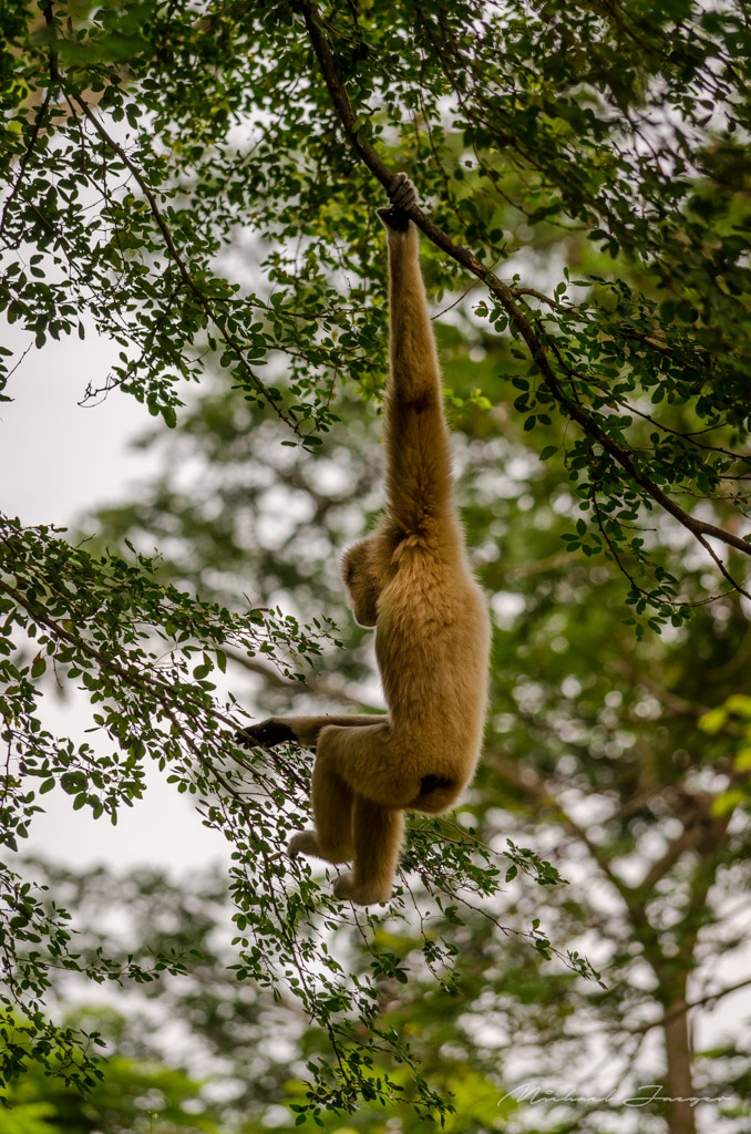 monkey-swing-3.jpg