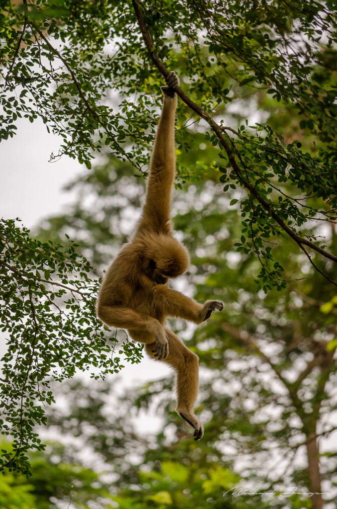 monkey-swing.jpg