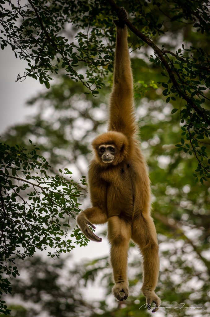 monkey--swing1.jpg