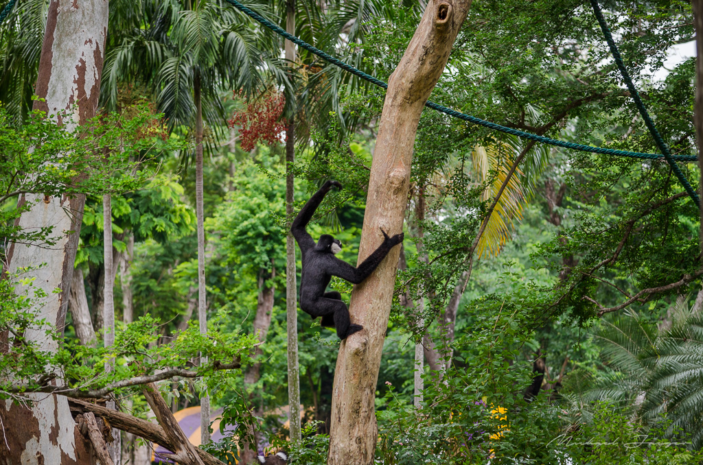 monkey-tree-1.jpg