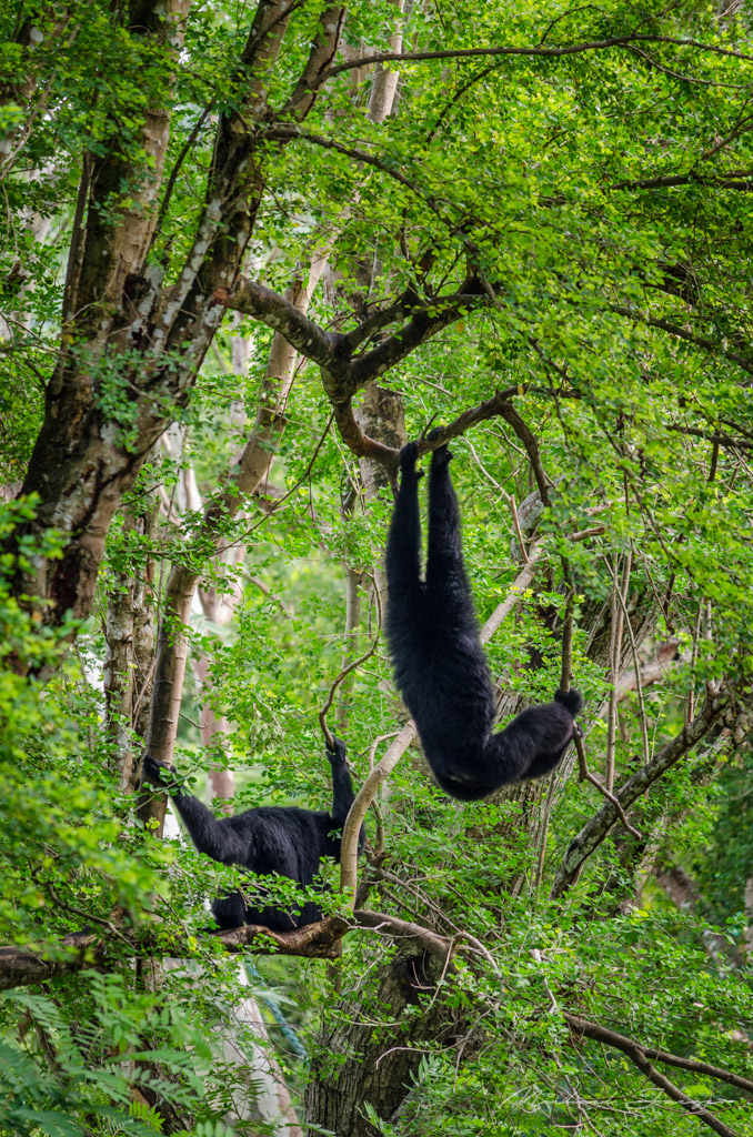 monkeyblack--swing.jpg