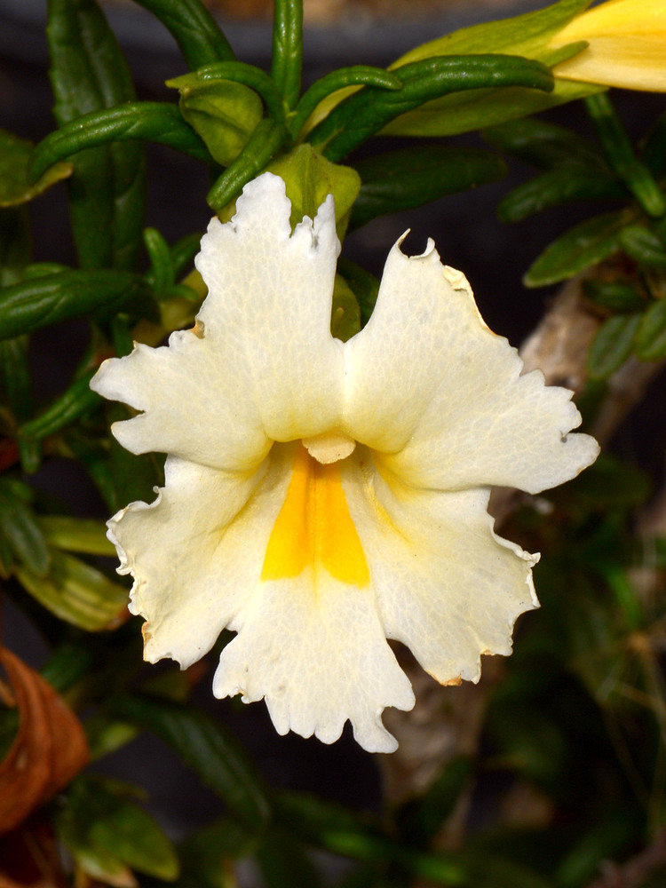 MonkeyFlower.jpg